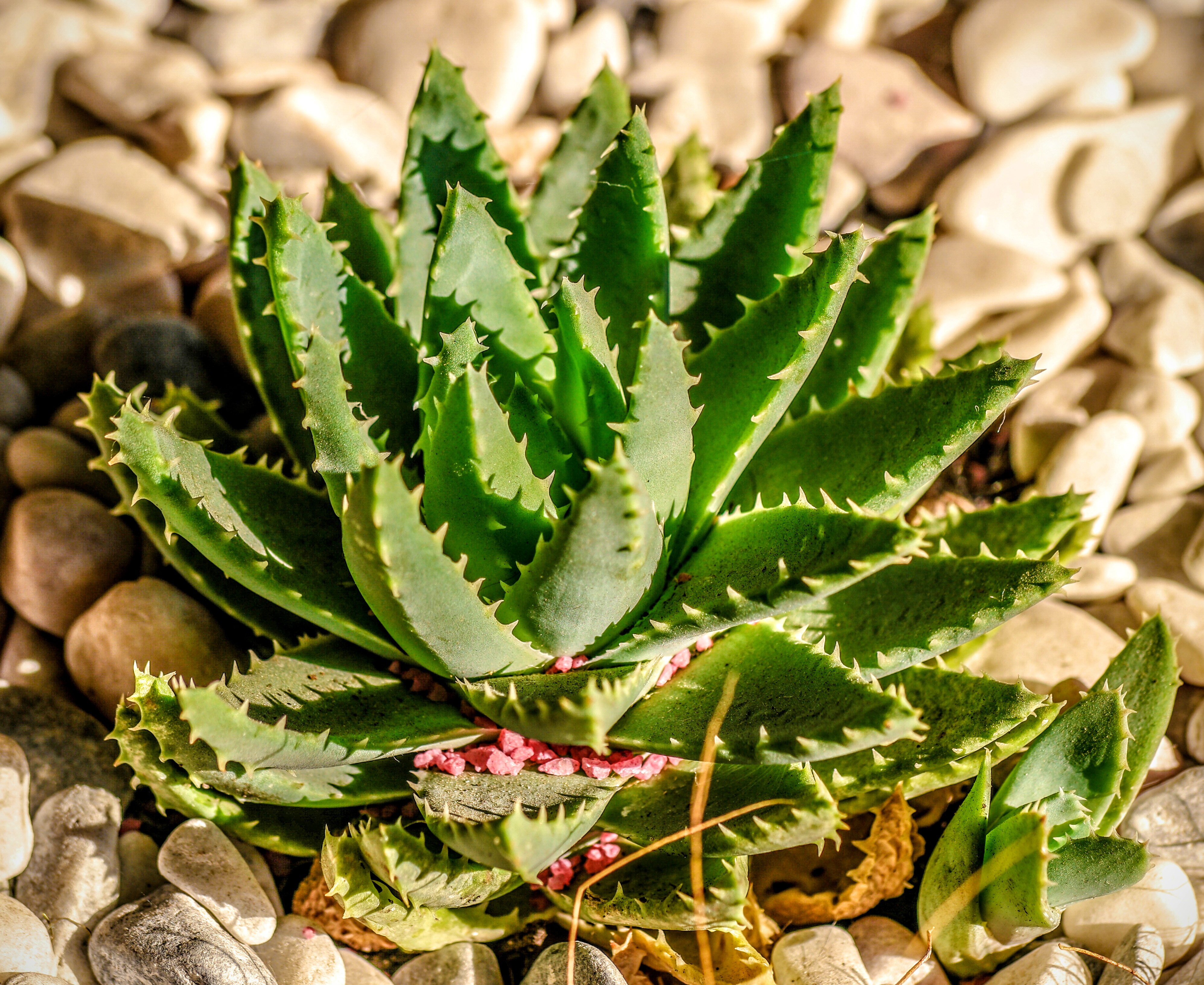 Aloe brevifolia