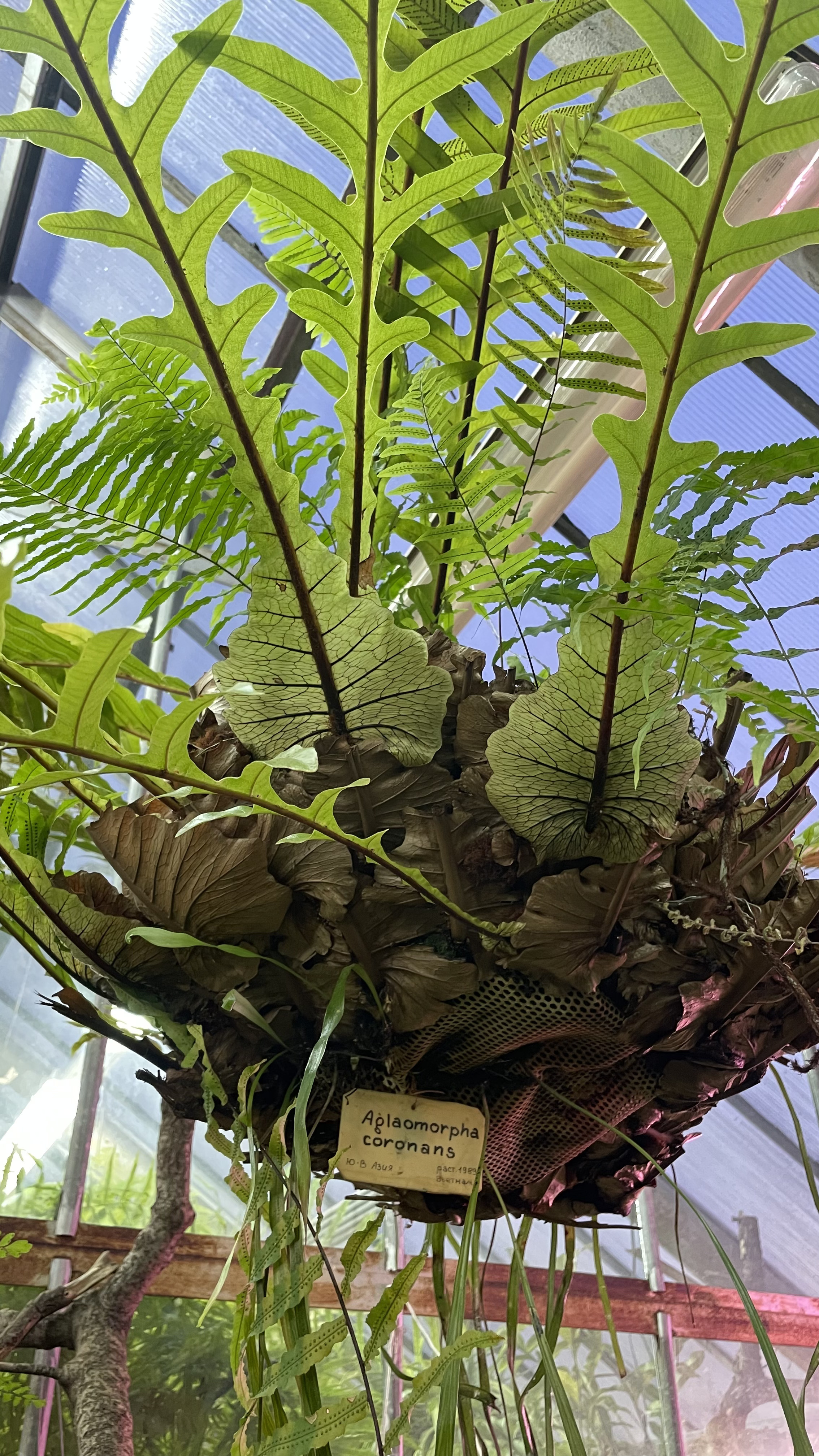 Aglaomorpha coronans