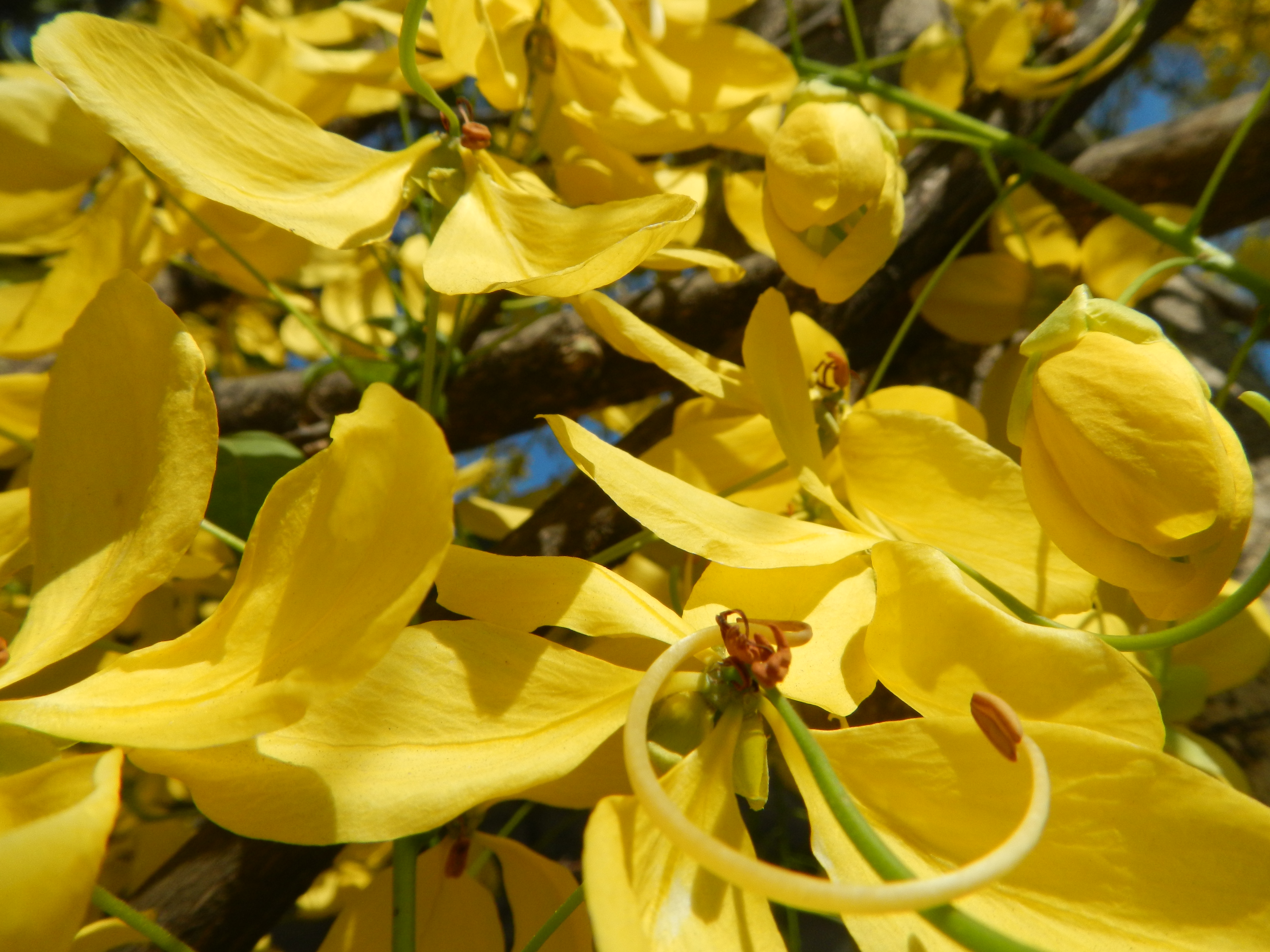 Cassia fistula