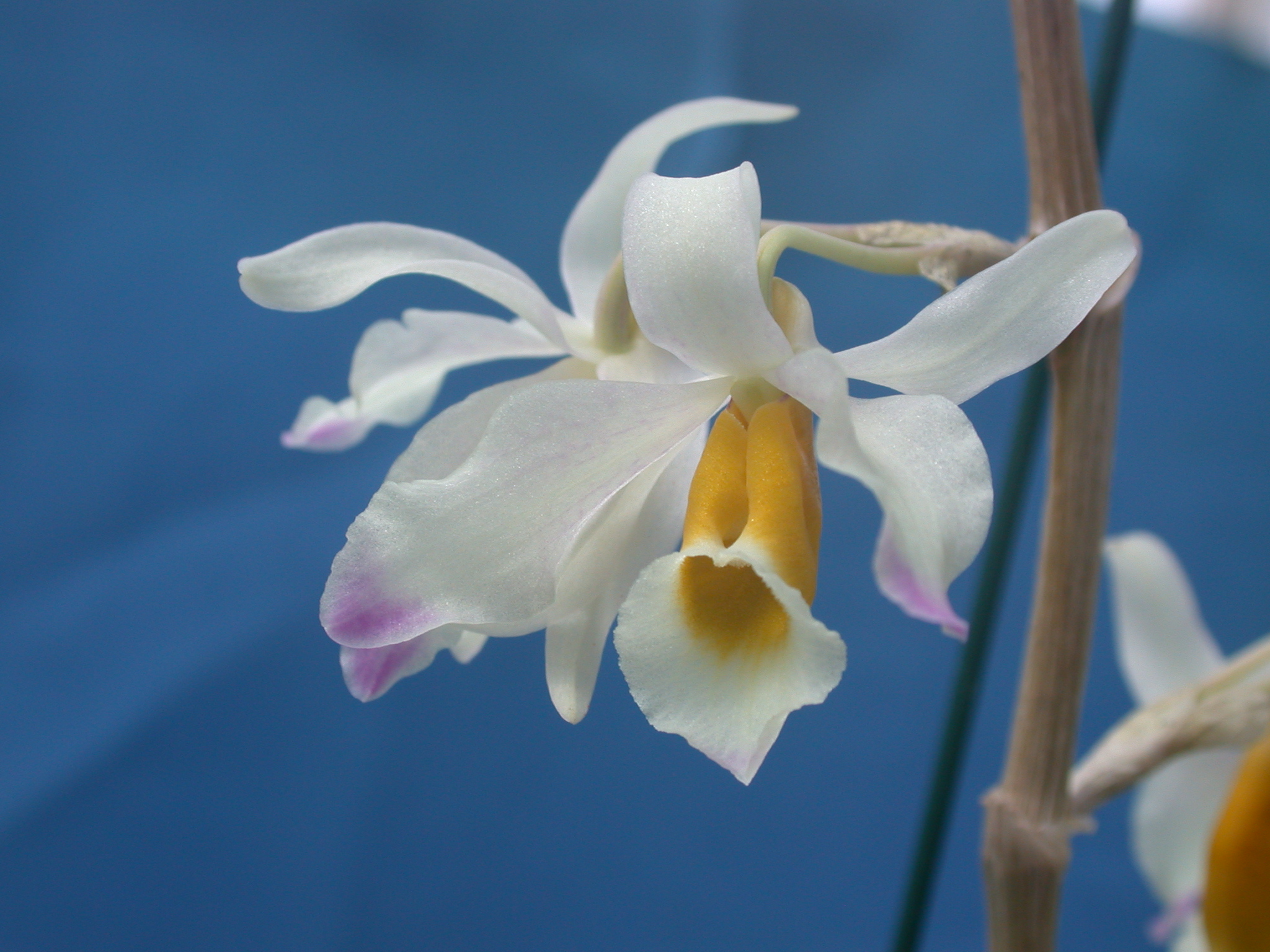 Dendrobium crystallinum
