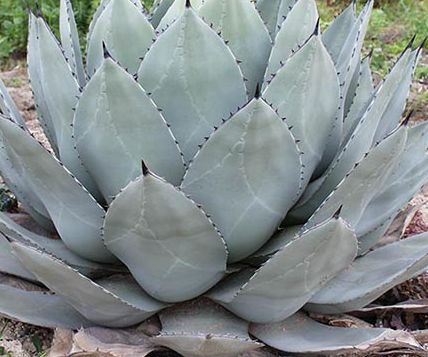 Agave parryi subsp. parryi
