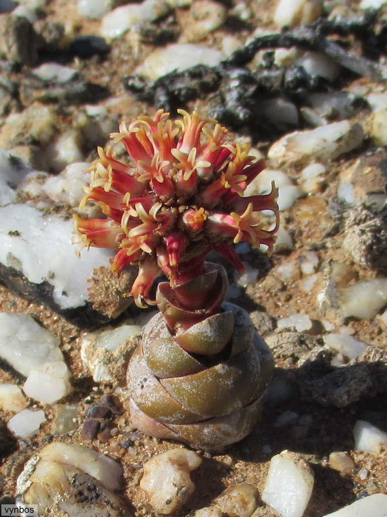 Crassula columnaris