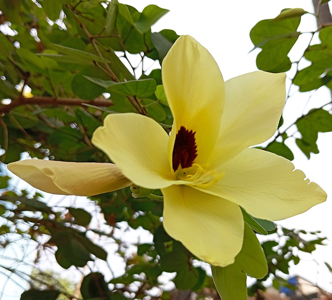 Bauhinia tomentosa