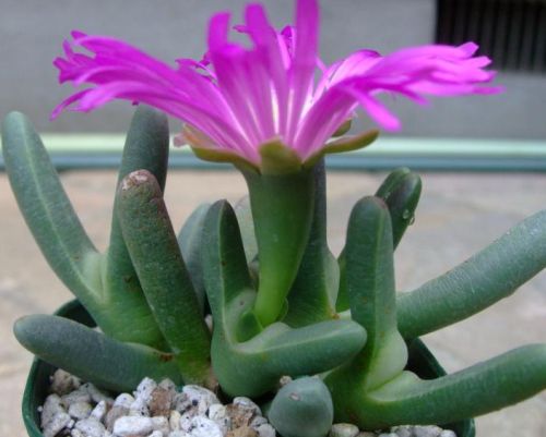 Antegibbaeum fissoides