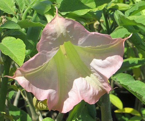 Brugmansia insignis