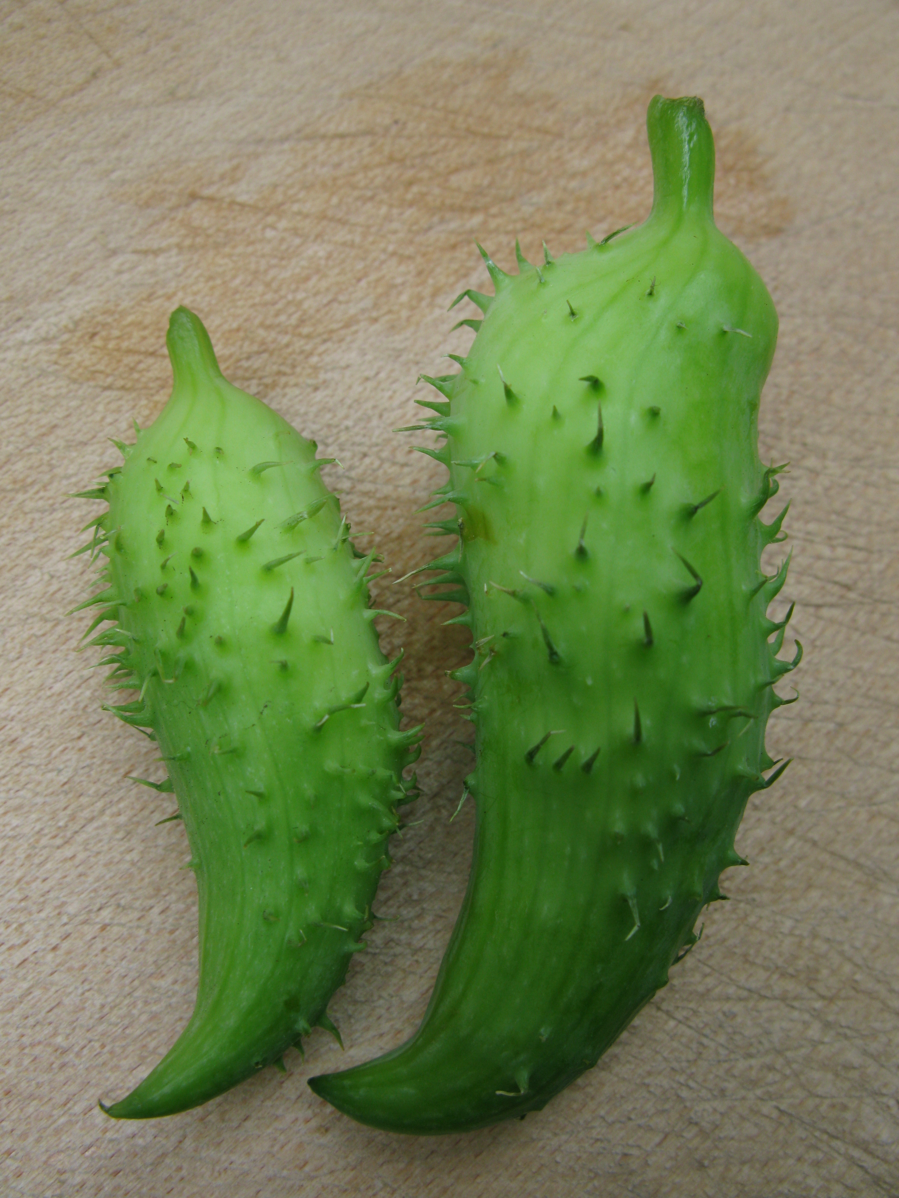 Cyclanthera pedata