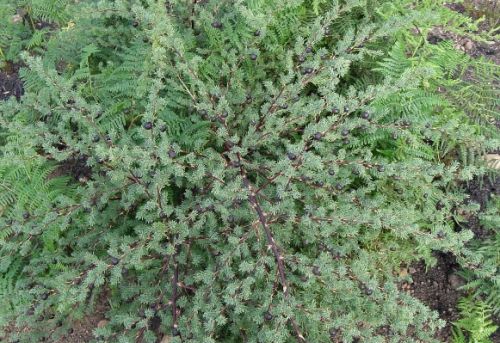 Asparagus rubicundus
