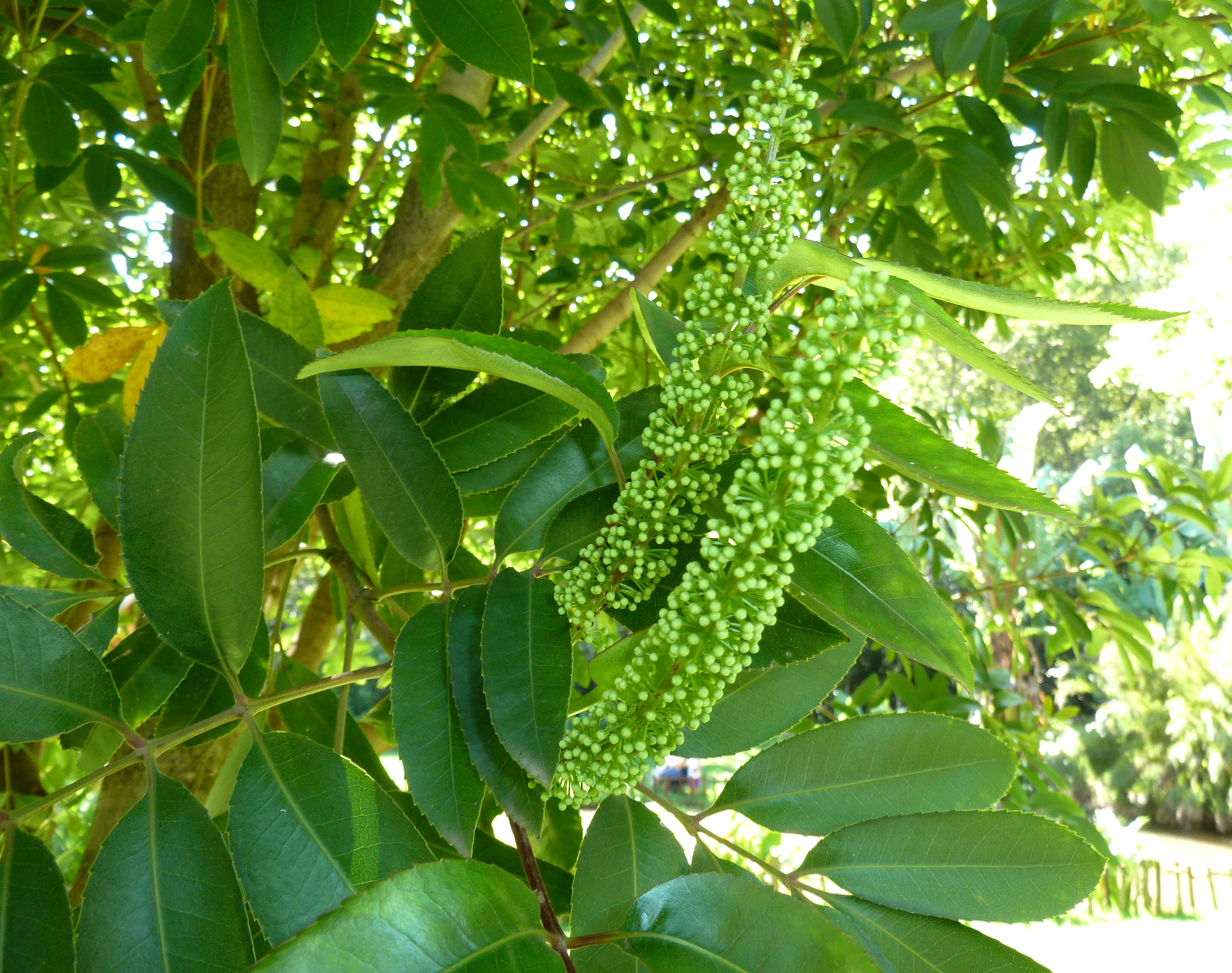 Cunonia capensis