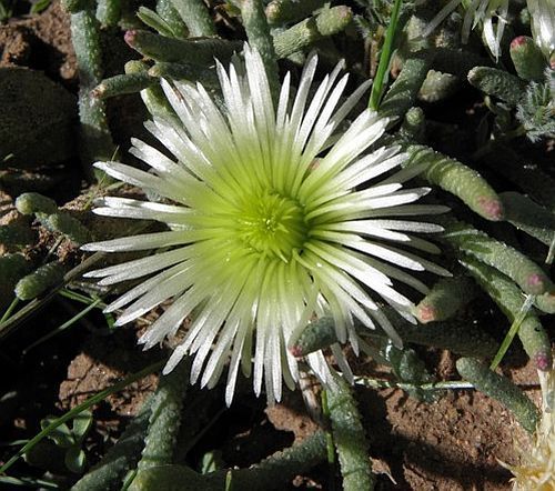 Cheiridopsis mixed