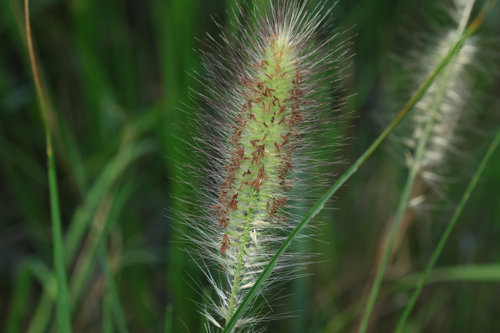 Cenchrus alopecuroides