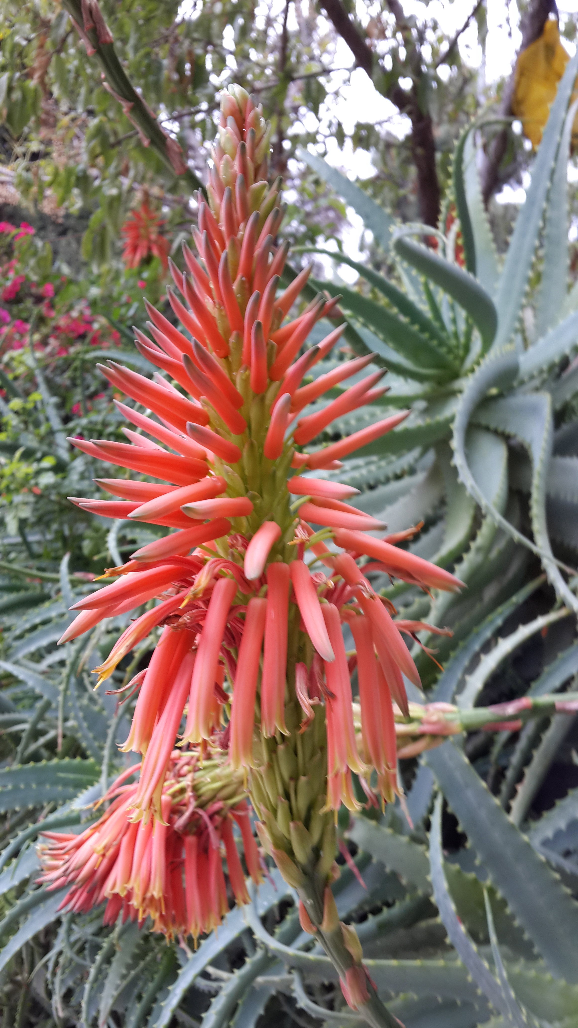 Aloe arborescens