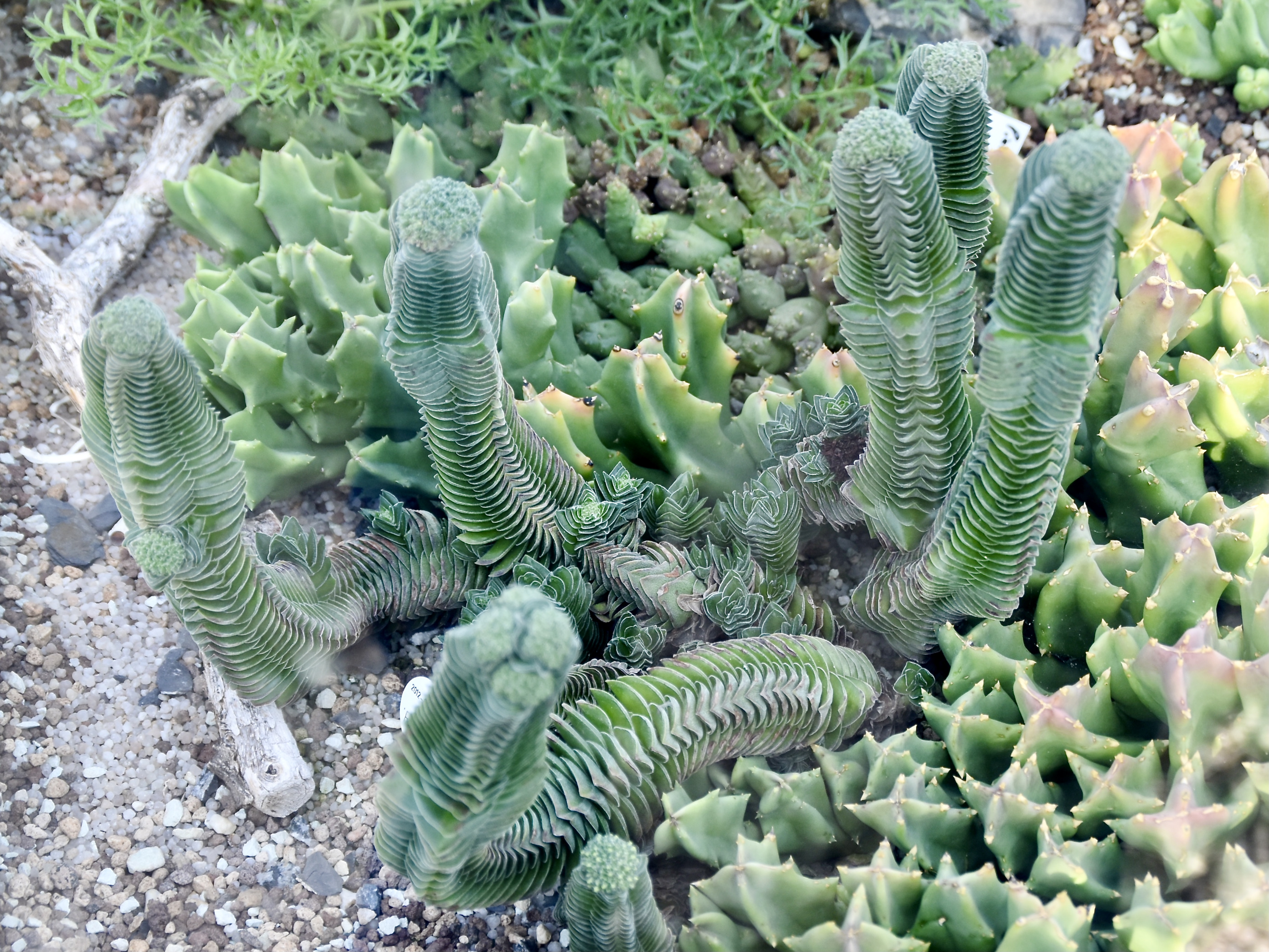 Crassula pyramidalis