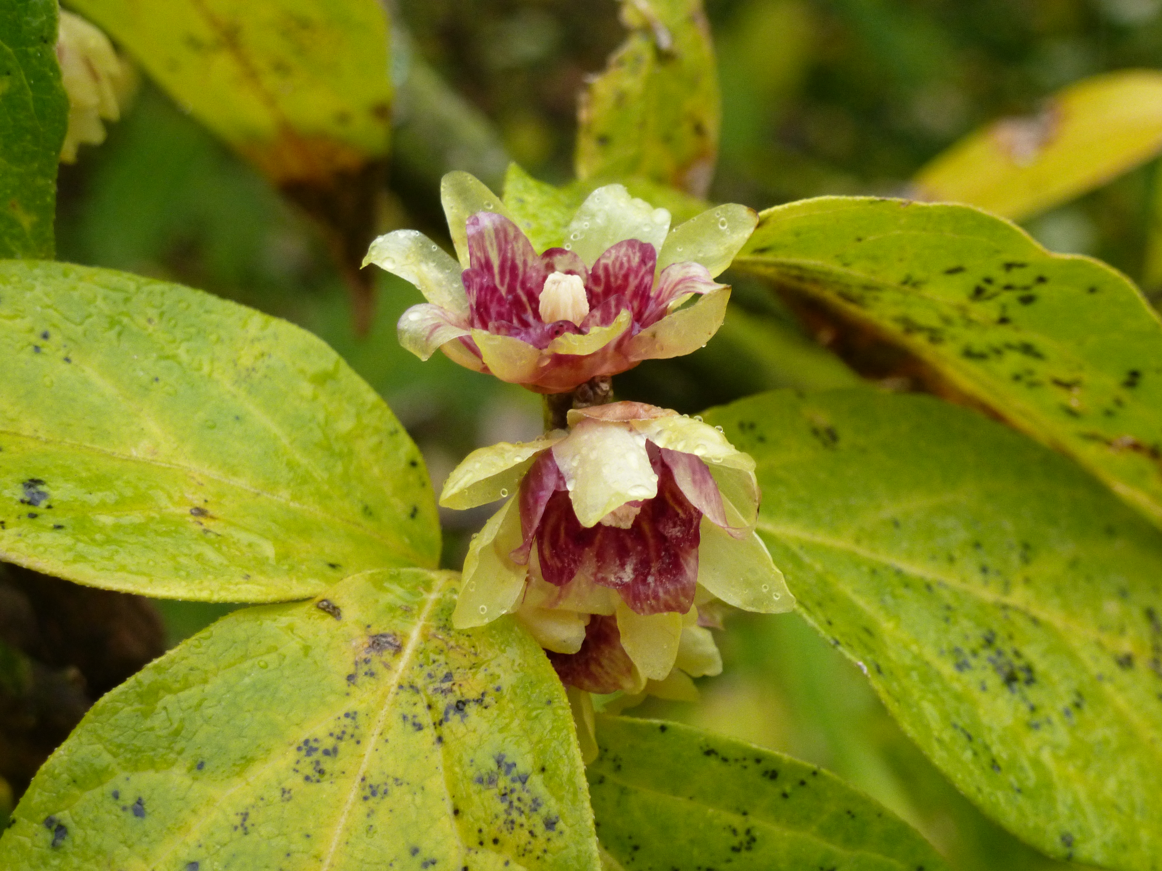 Chimonanthus praecox