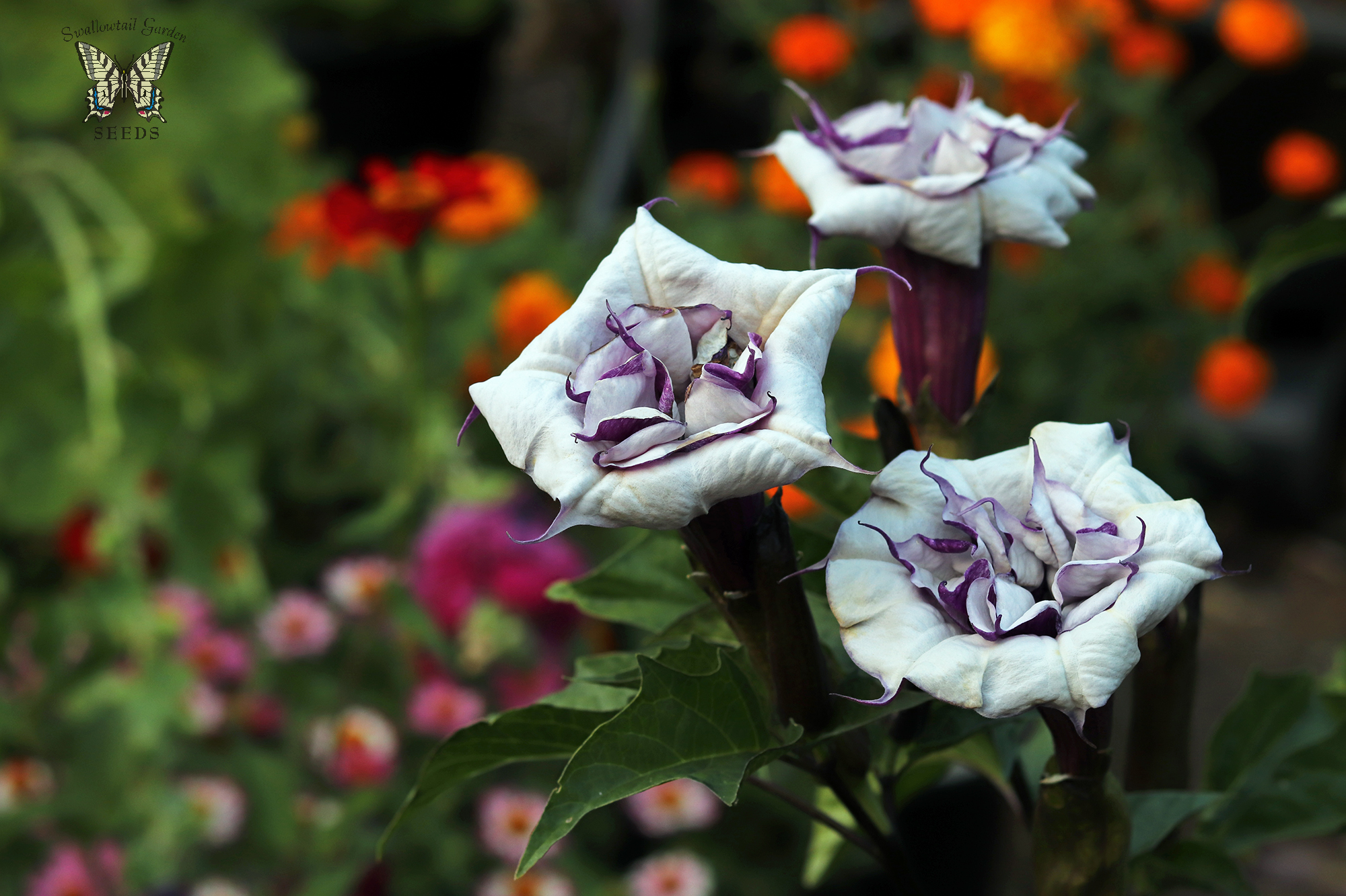 Datura Double Blackcurrant Swirl
