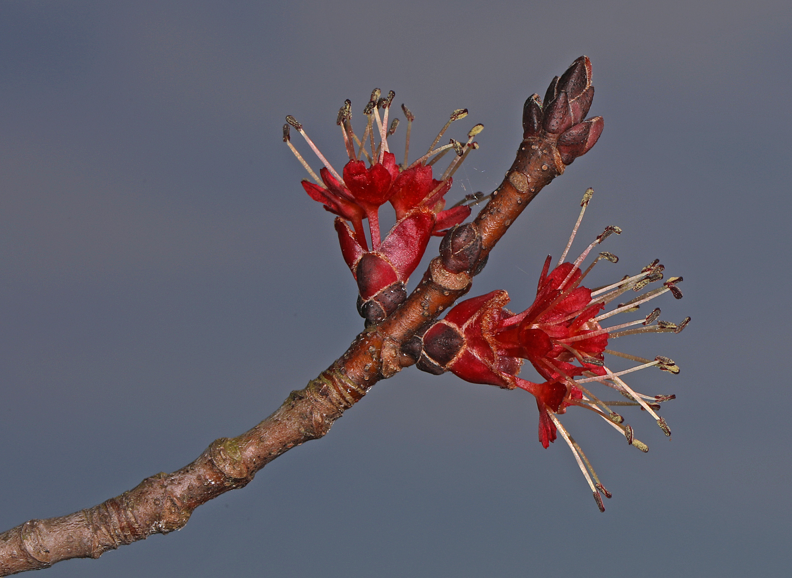 Acer rubrum