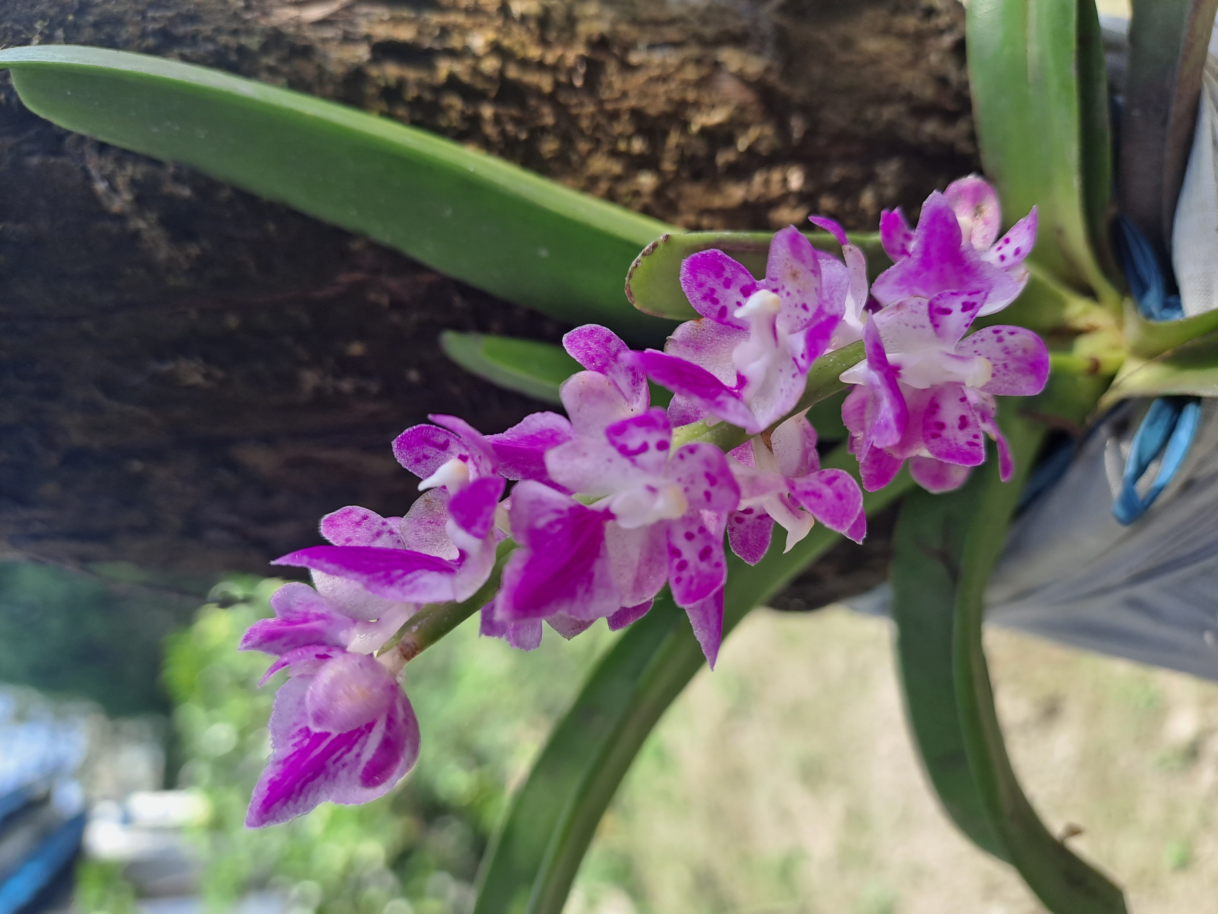 Aerides rosea