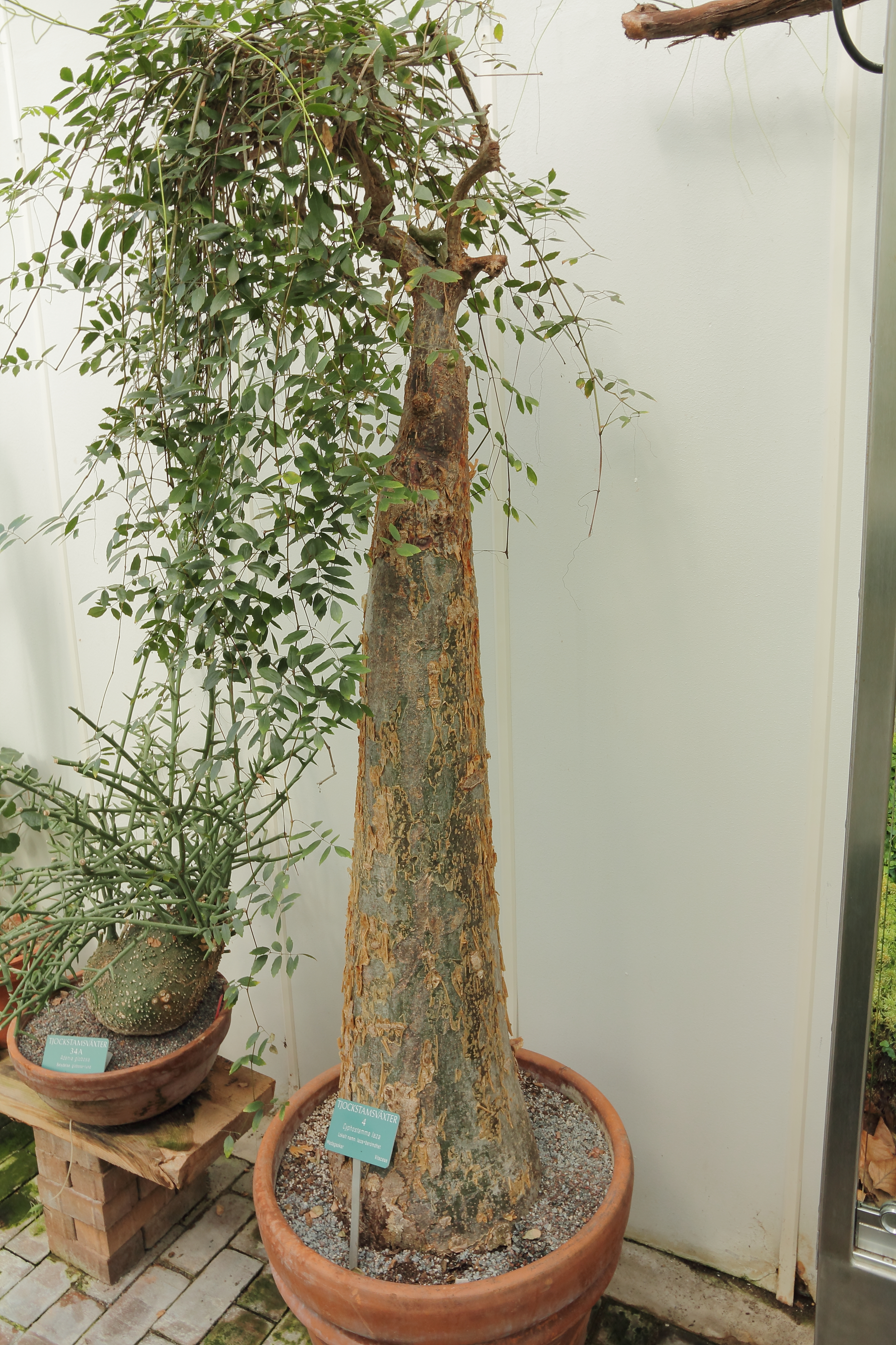 Cyphostemma laza
