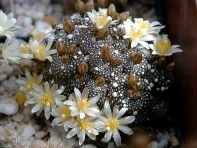 Blossfeldia liliputana