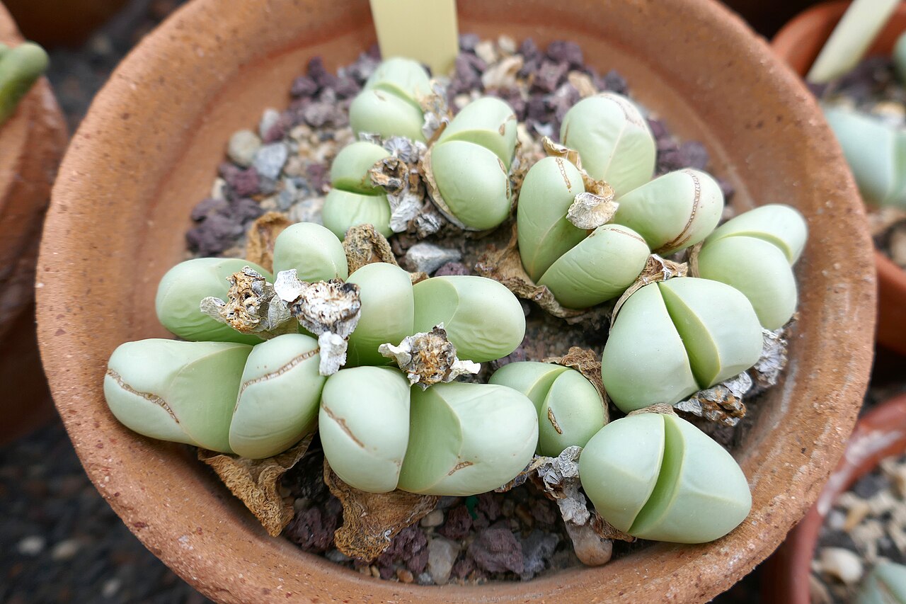 Argyroderma delaetii