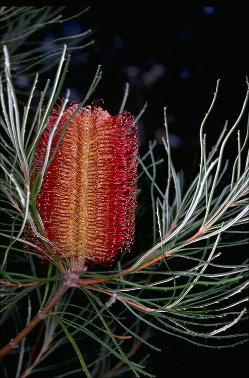 Banksia occidentalis