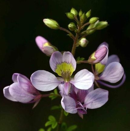 Cleome oxyphylla var robusta