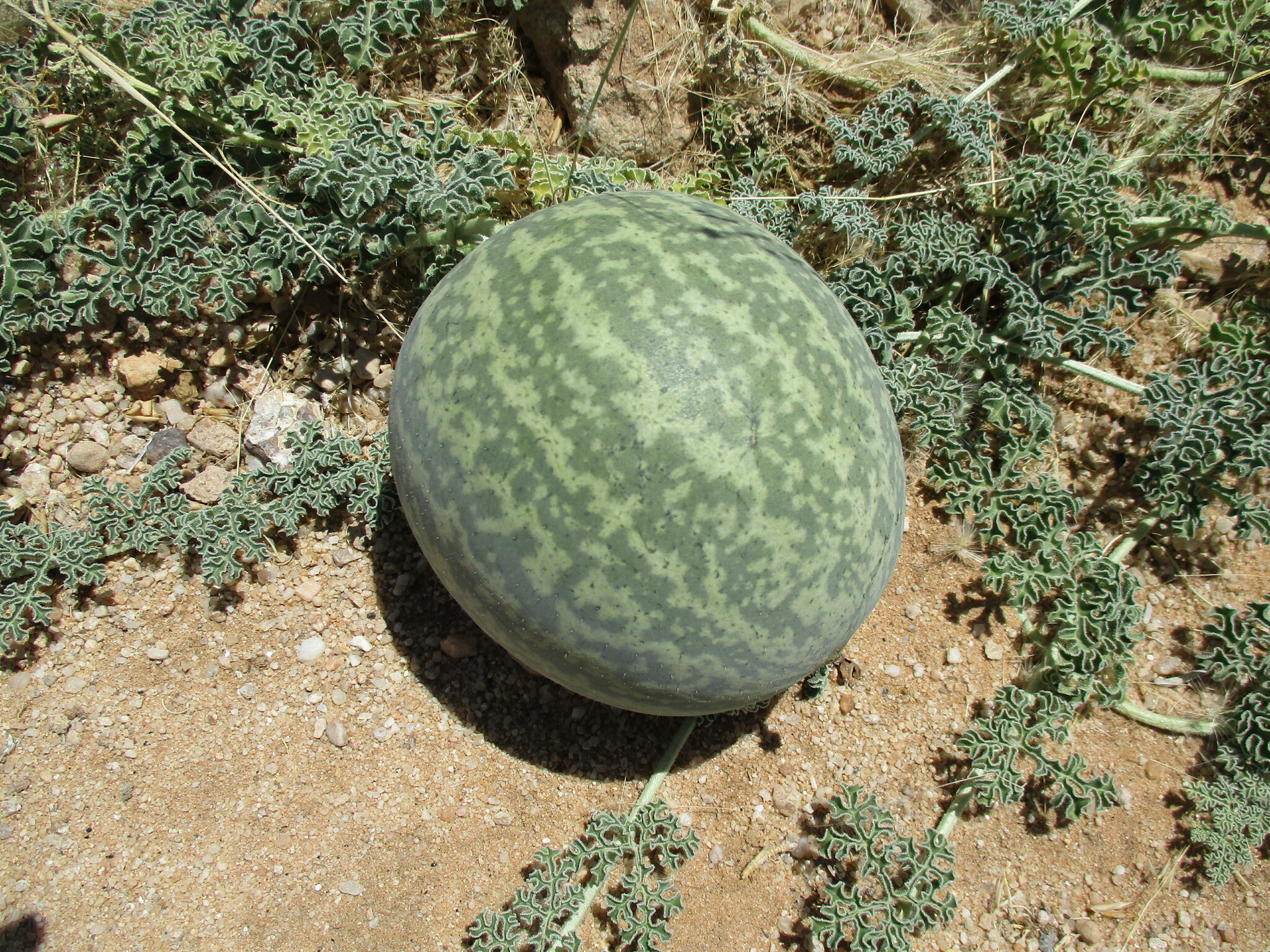 Citrullus ecirrhosus