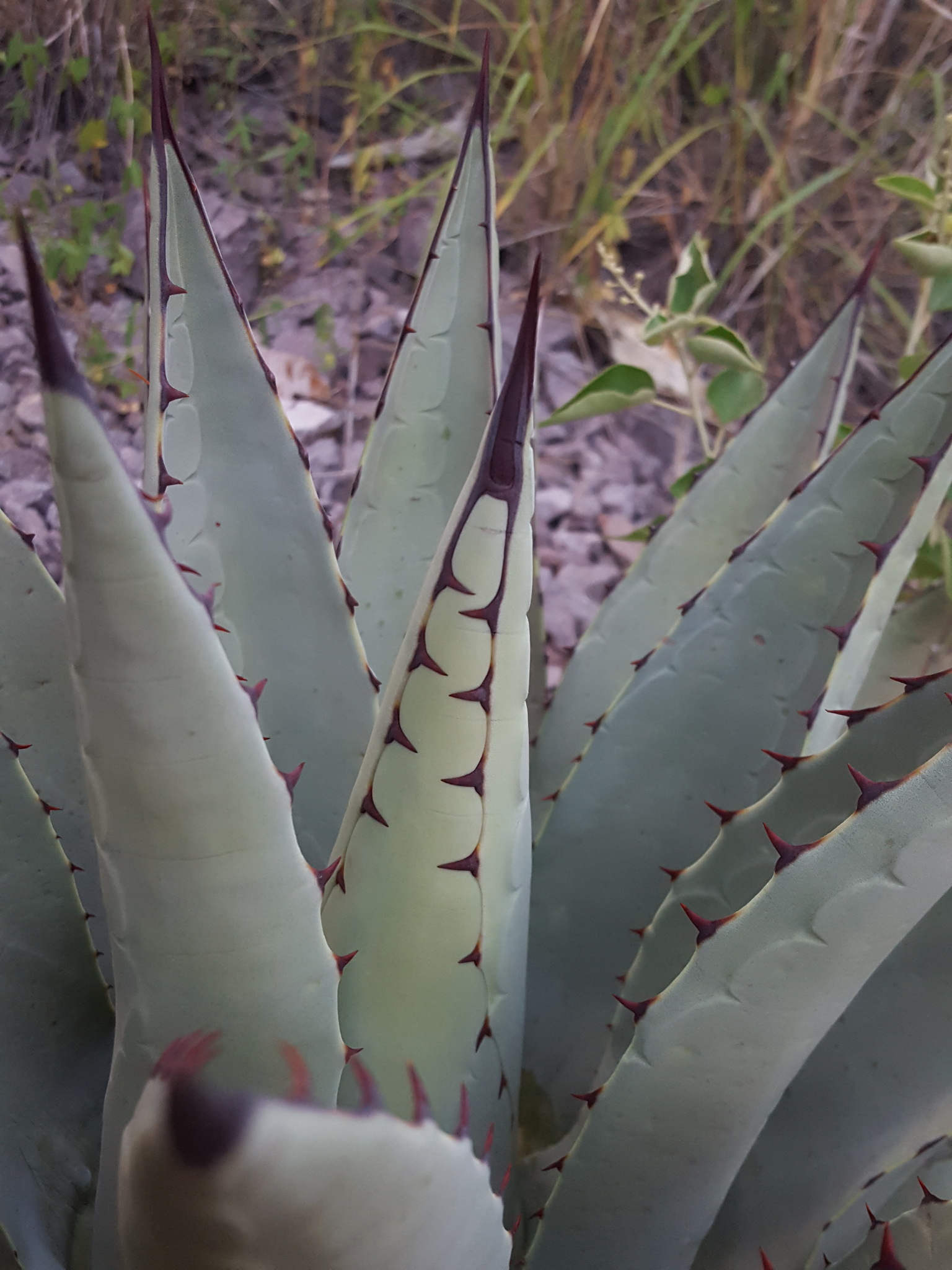 Agave neomexicana