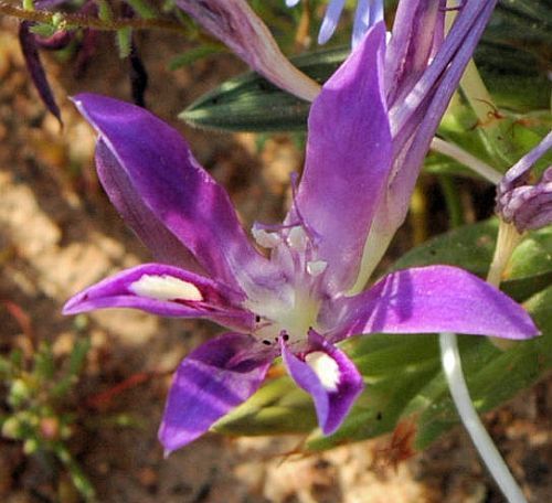 Babiana curviscapa