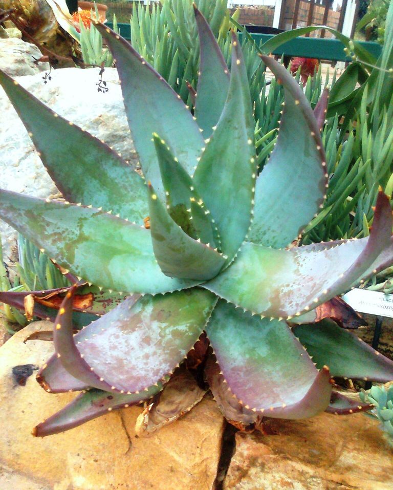 Aloe microstigma