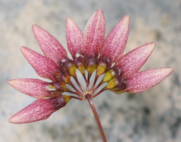 Cirrhopetalum lepidum