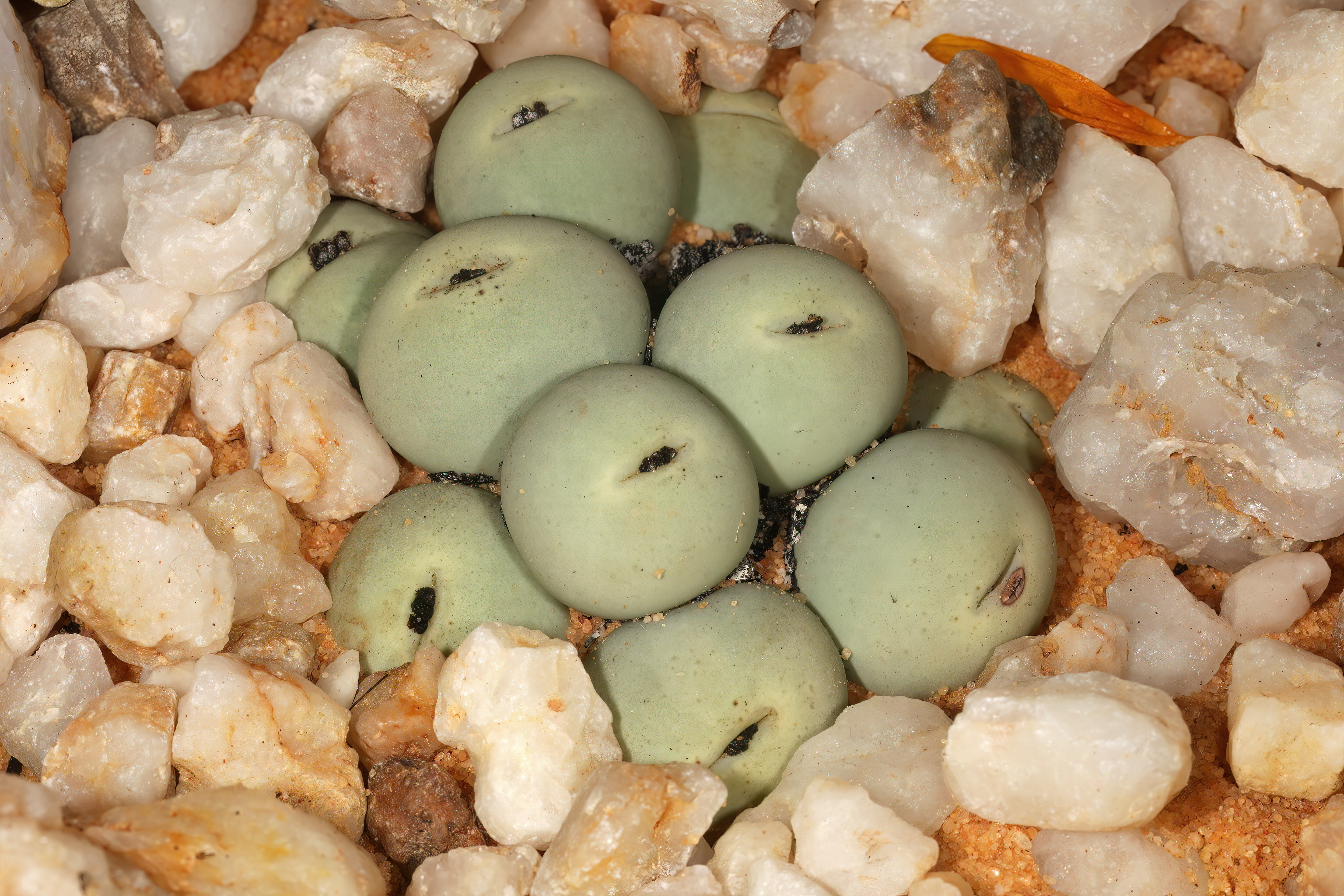 Conophytum calculus