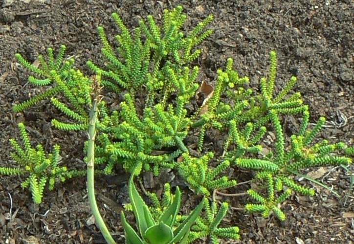 Agathosma gonaquensis