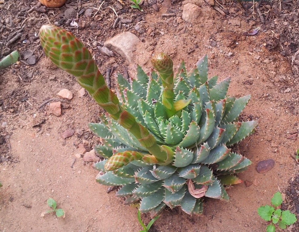 Aloe brevifolia