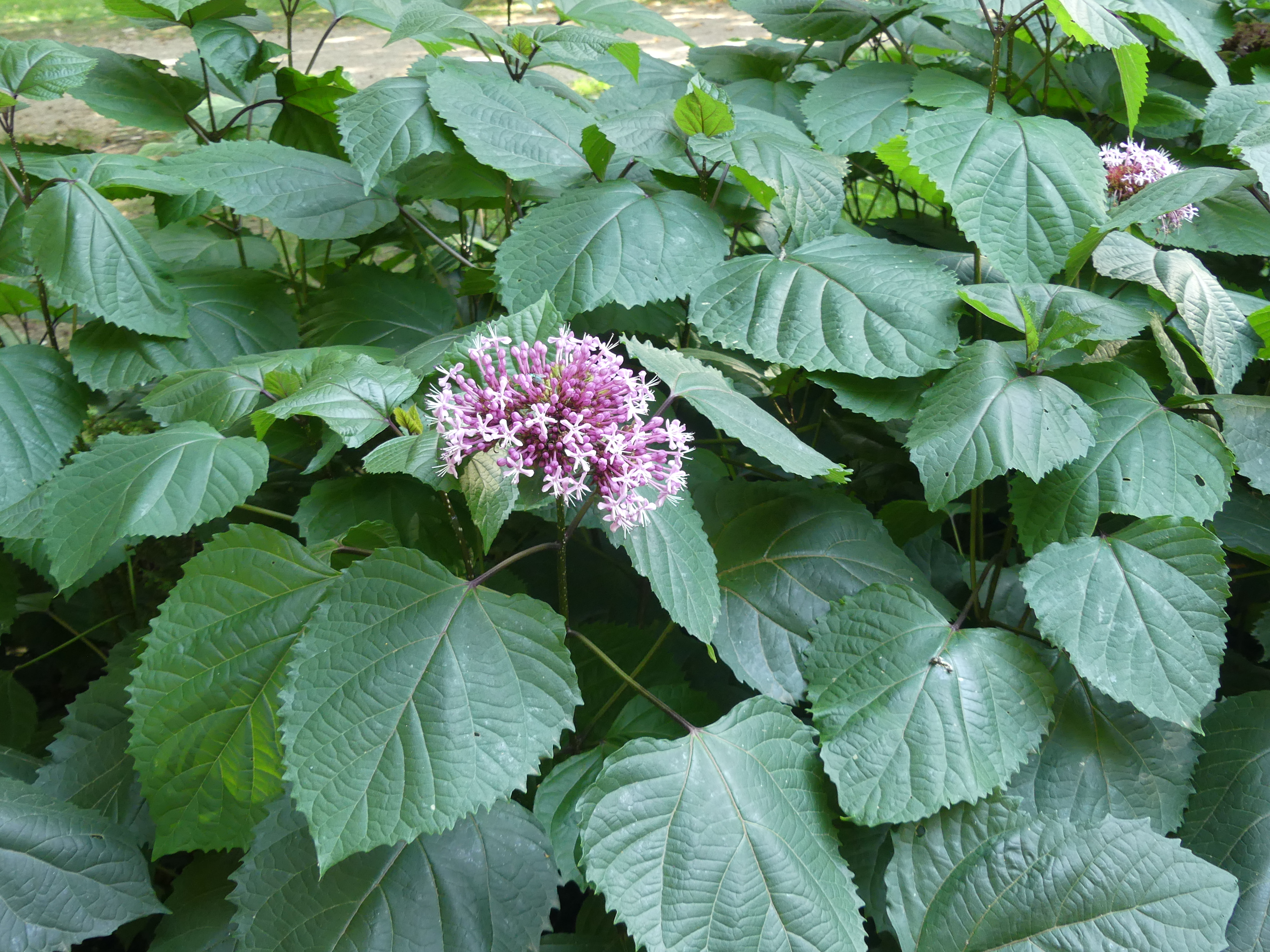 Clerodendron bungei