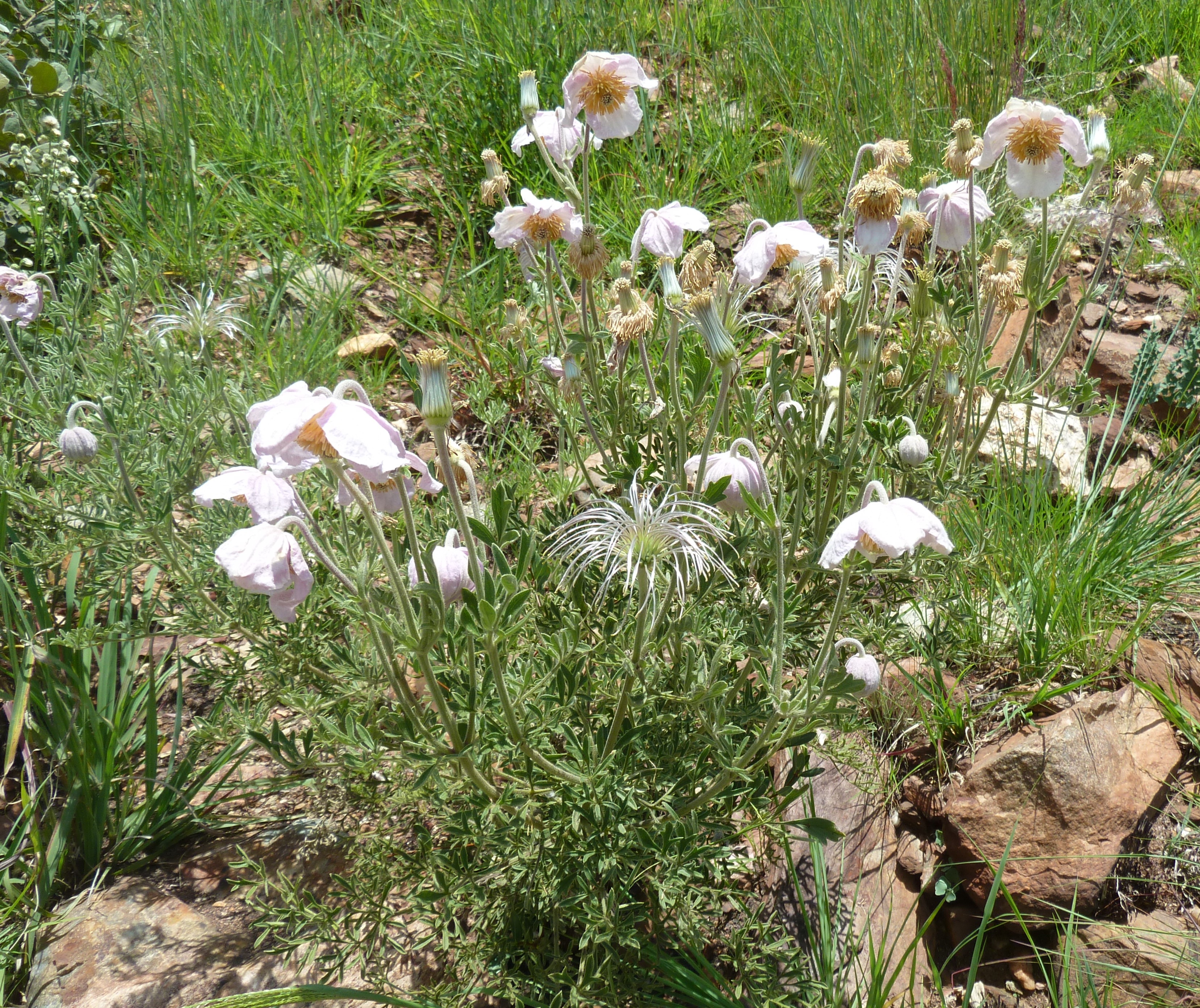 Clematis villosa
