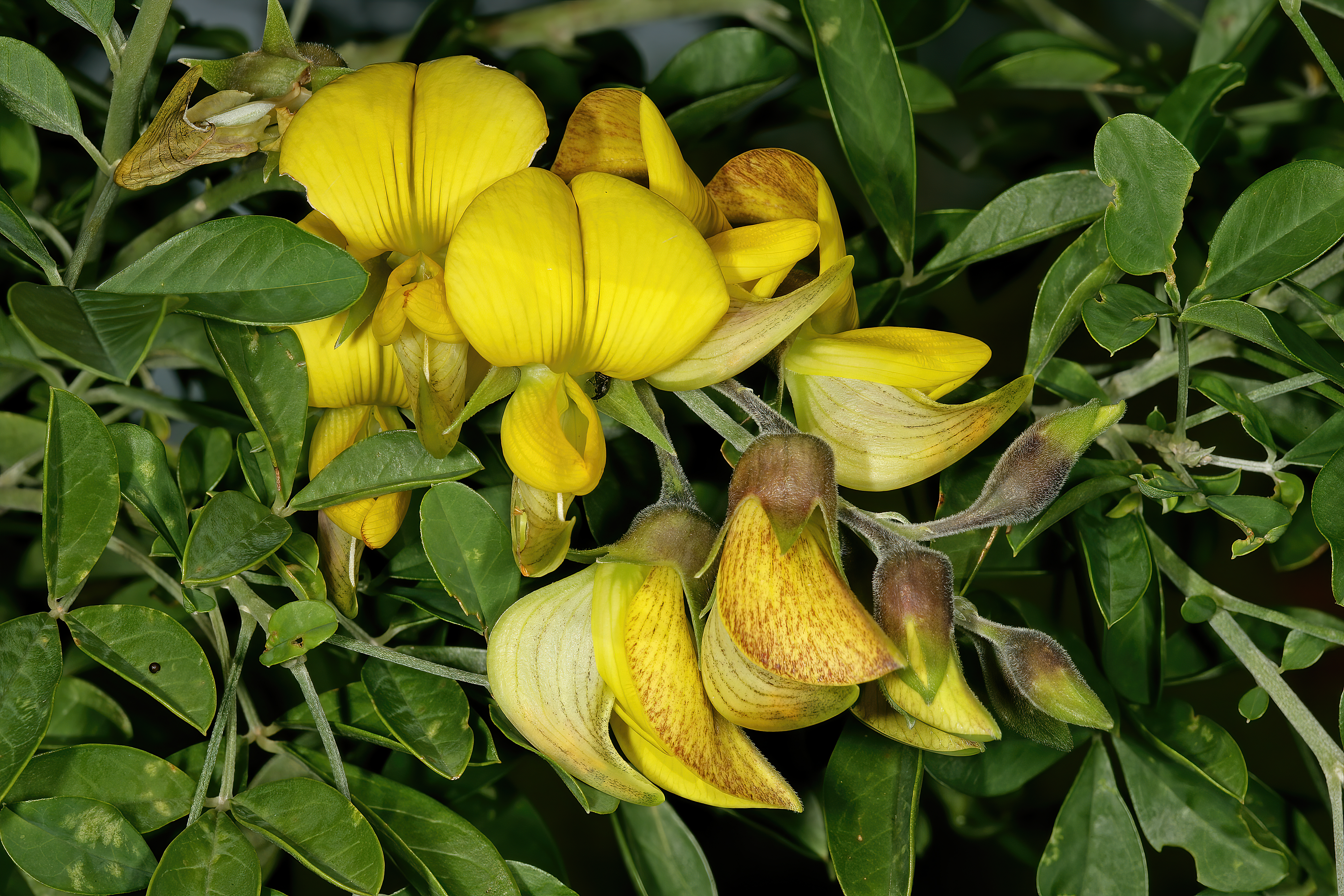 Crotalaria capensis