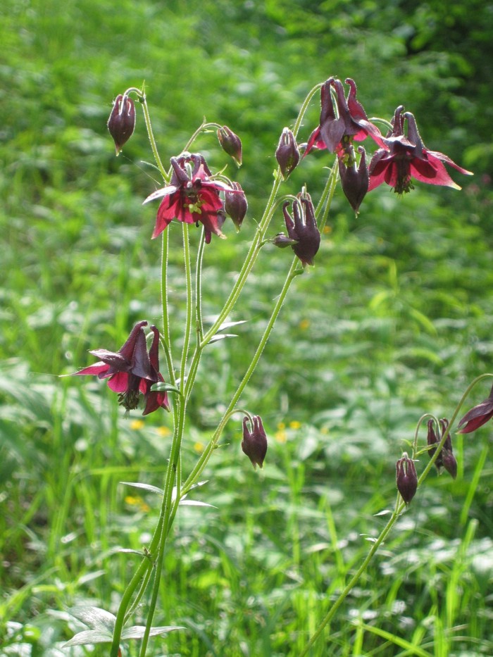 Aquilegia atrata