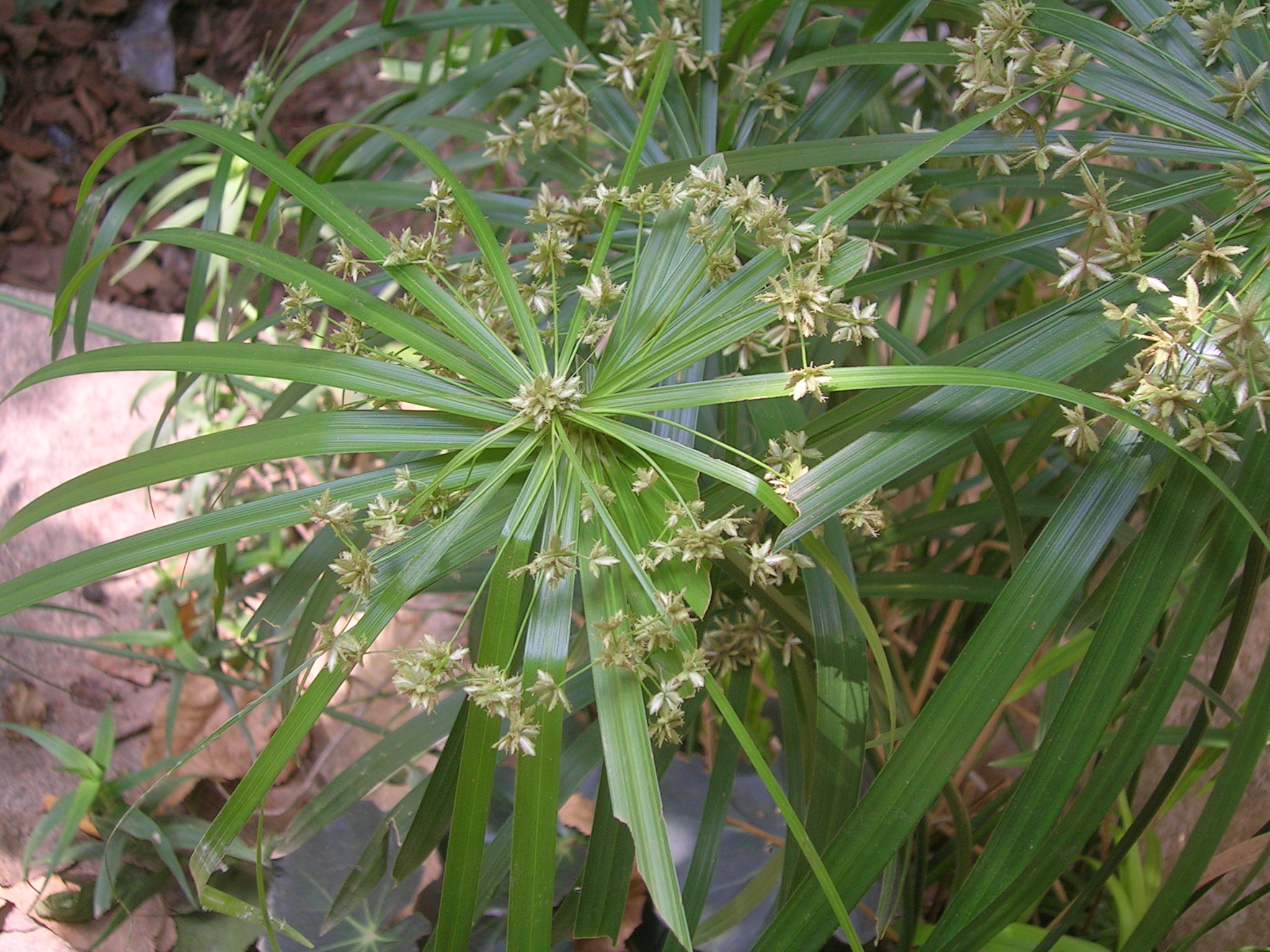 Cyperus alternifolius Umbrella Plant