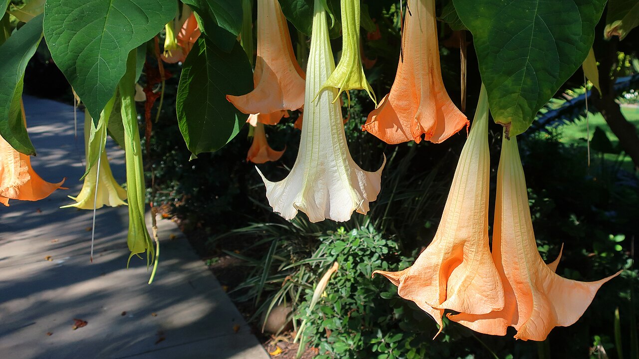Brugmansia versicolor