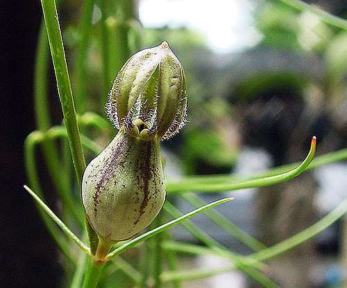 Ceropegia racemosa ssp setifera