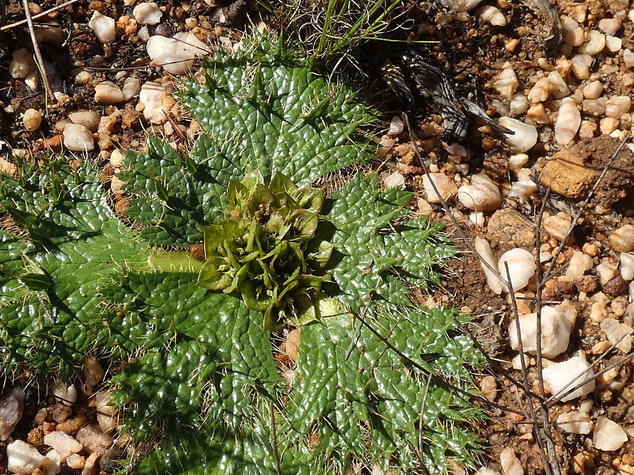 Arctopus monacanthus