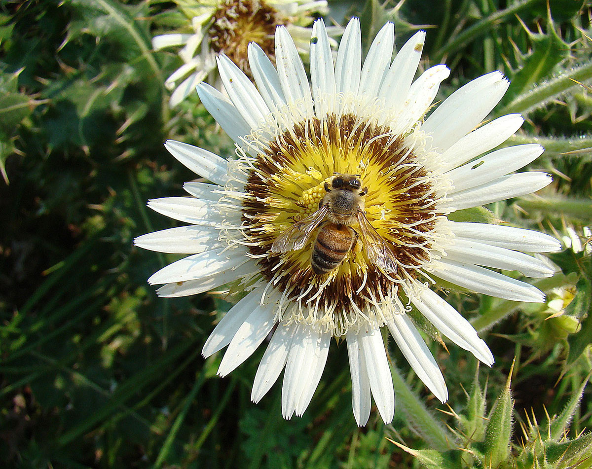 Berkheya cirsiifolia