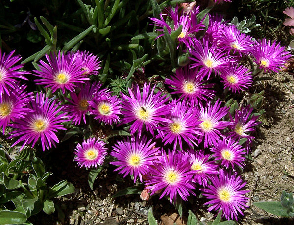 Delosperma ashtonii