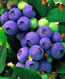 Blueberry seeds