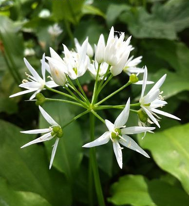 Allium ursinum