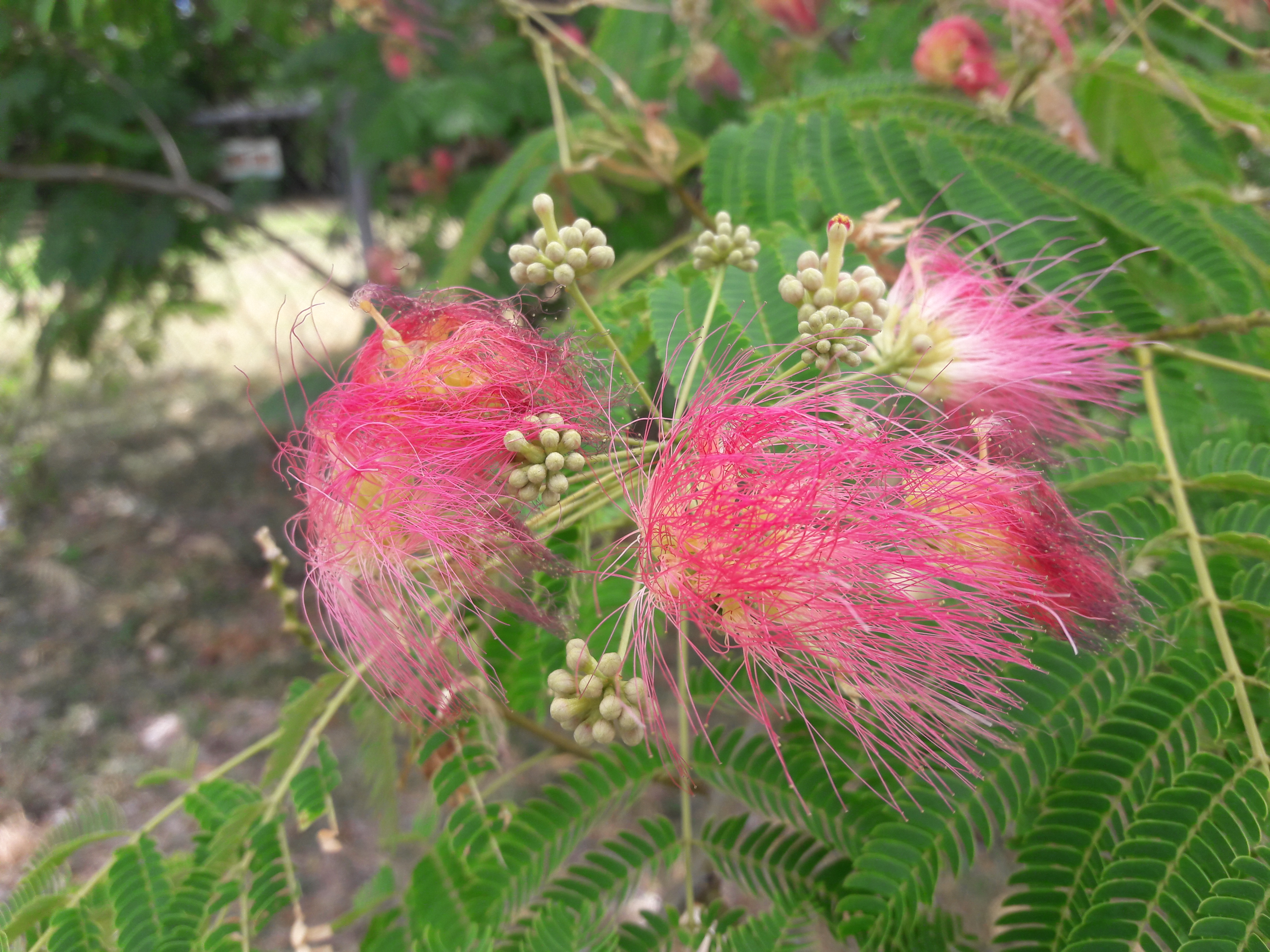Albizia julibrissin