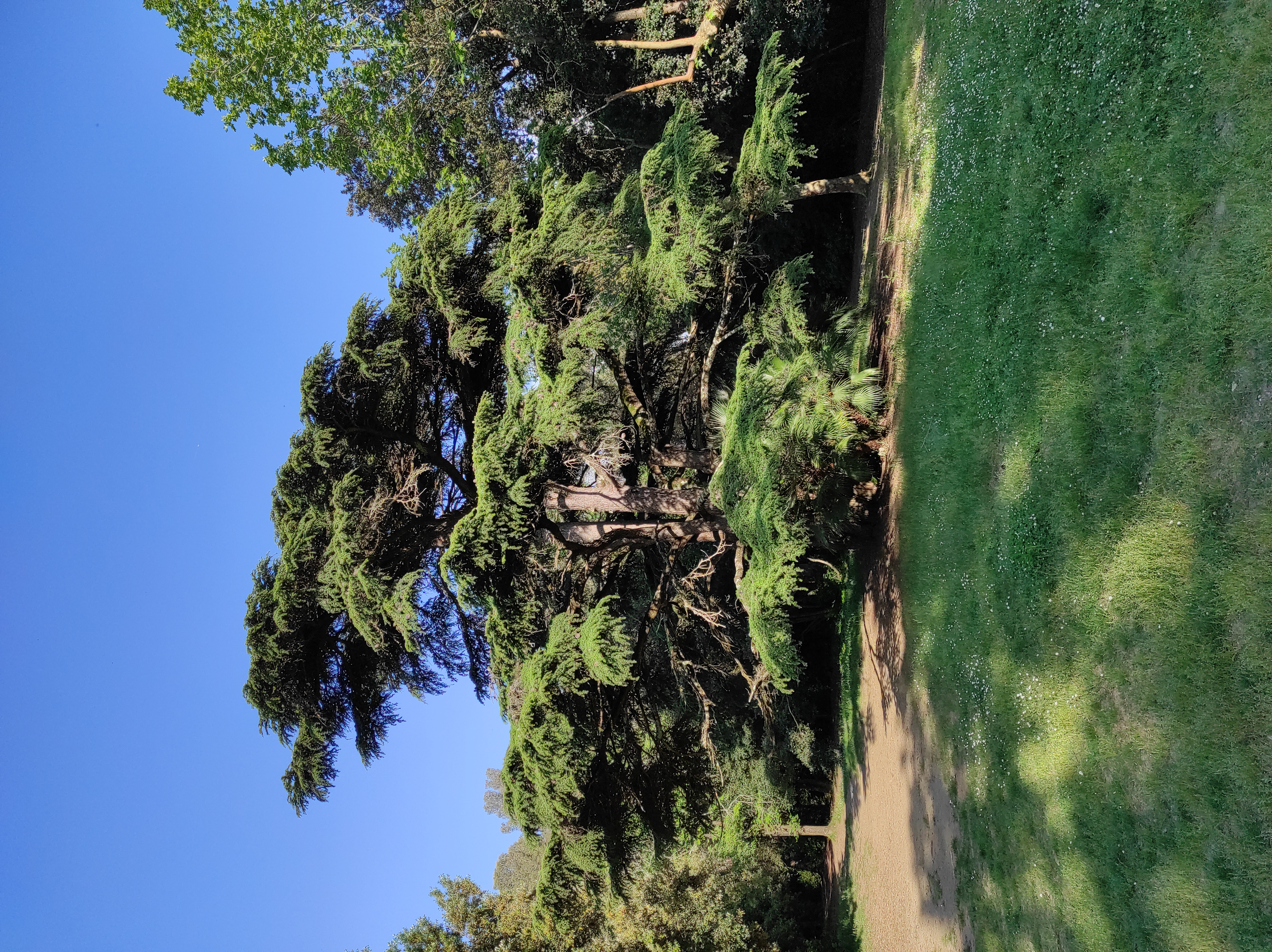 Cedrus libani