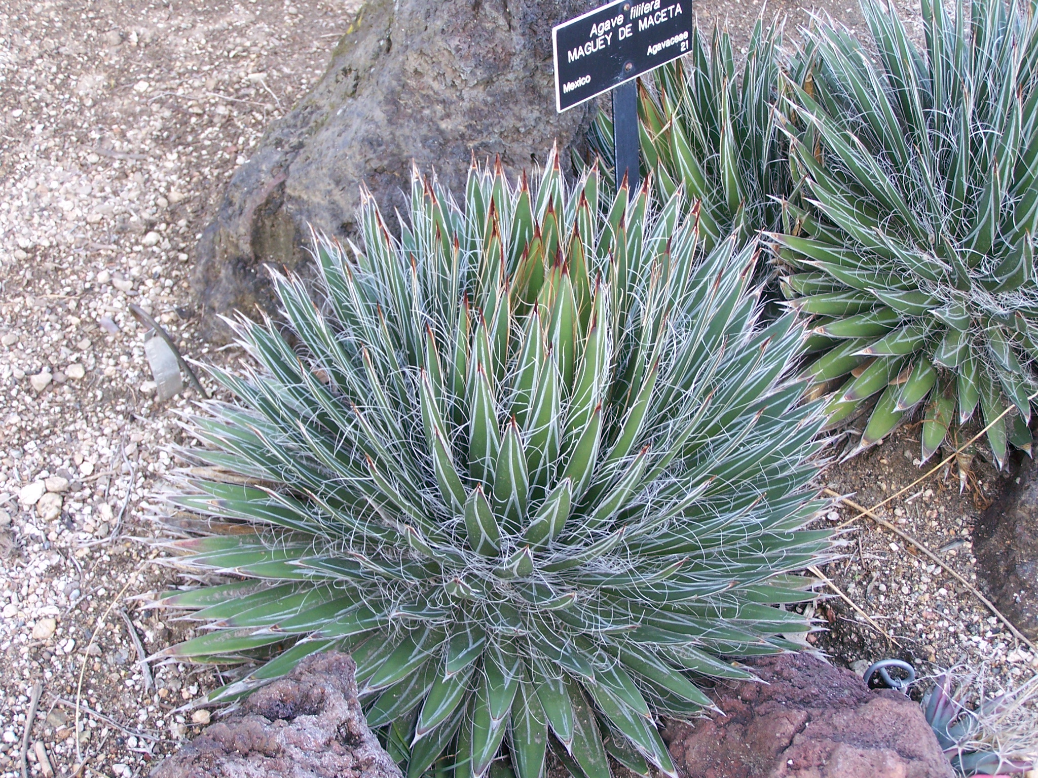 Agave filifera