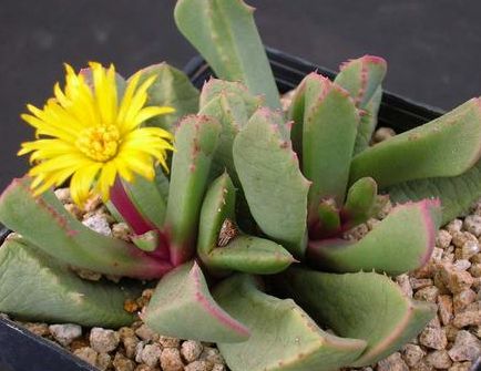 Carruanthus peersii