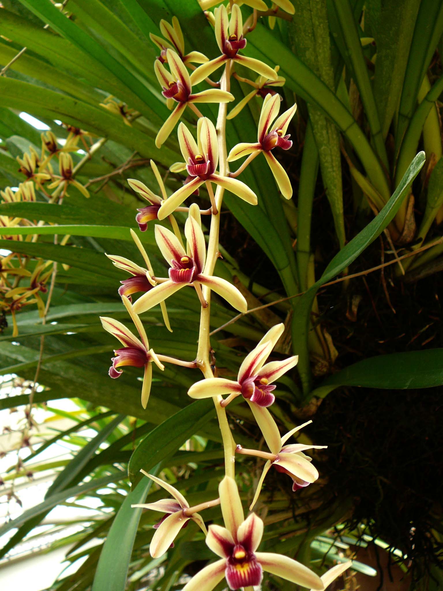 Cymbidium dayanum